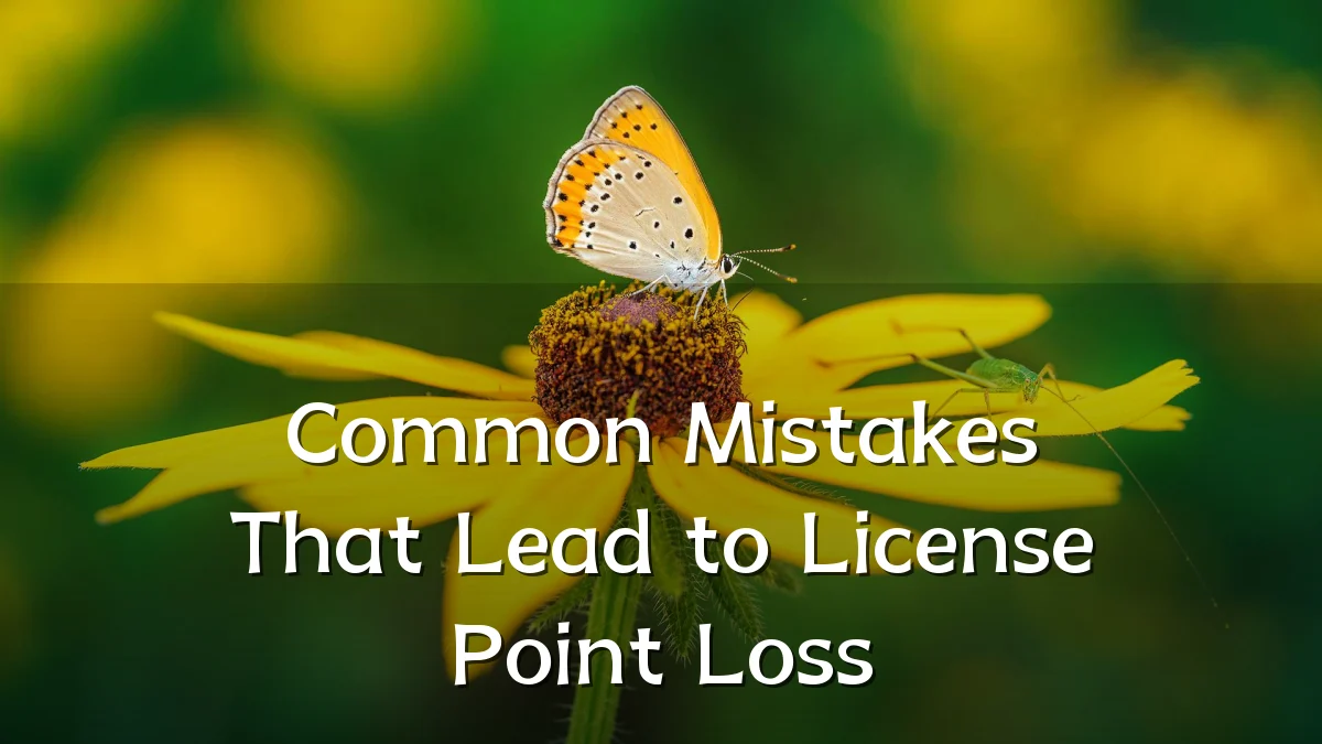 Common Mistakes That Lead to License Point Loss