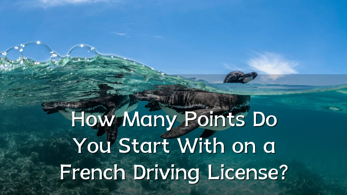 How Many Points Do You Start With on a French Driving License?