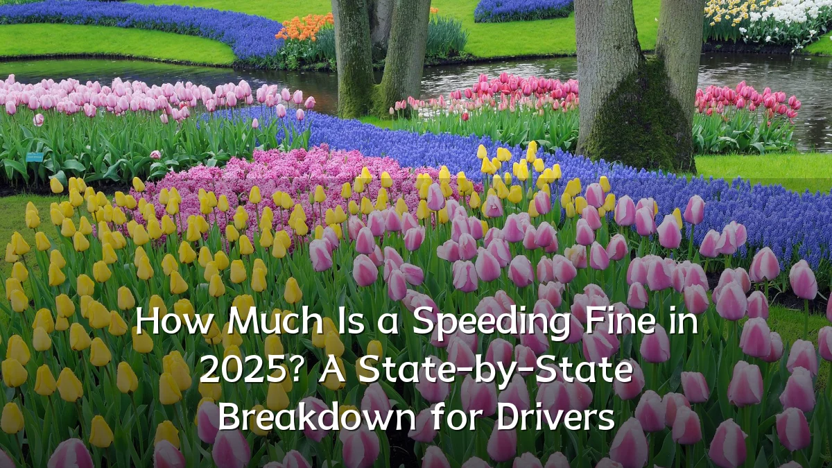 How Much Is a Speeding Fine in 2025? A State-by-State Breakdown for Drivers