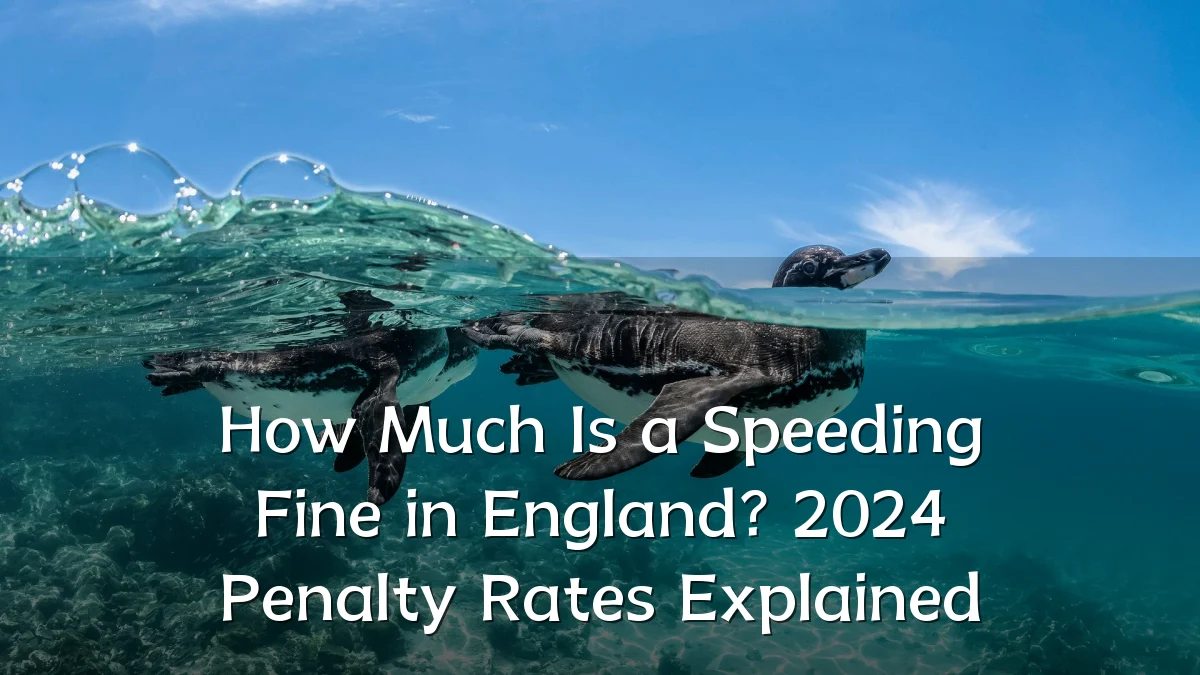 How Much Is a Speeding Fine in England? 2024 Penalty Rates Explained