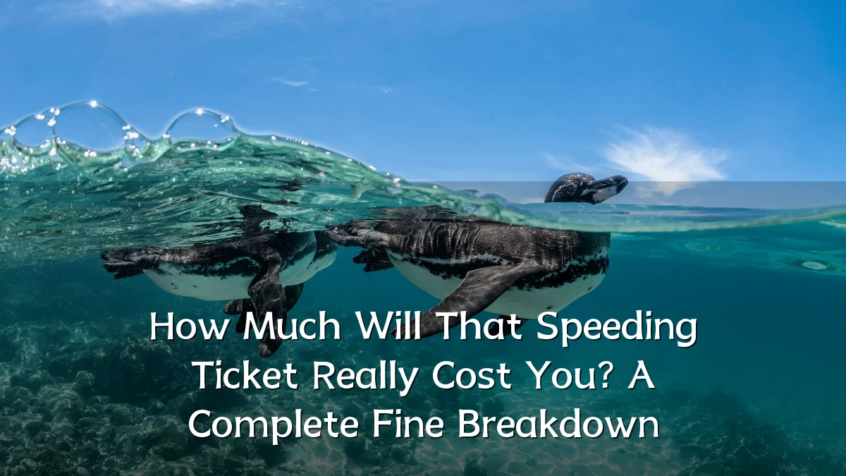 How Much Will That Speeding Ticket Really Cost You? A Complete Fine Breakdown