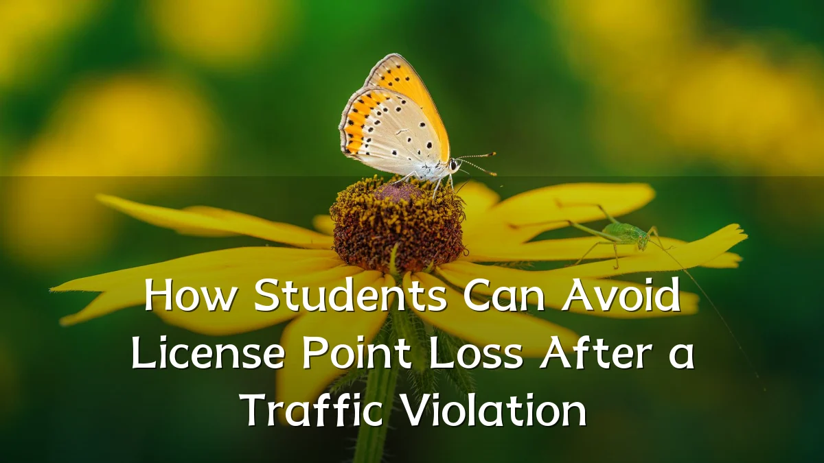 How Students Can Avoid License Point Loss After a Traffic Violation