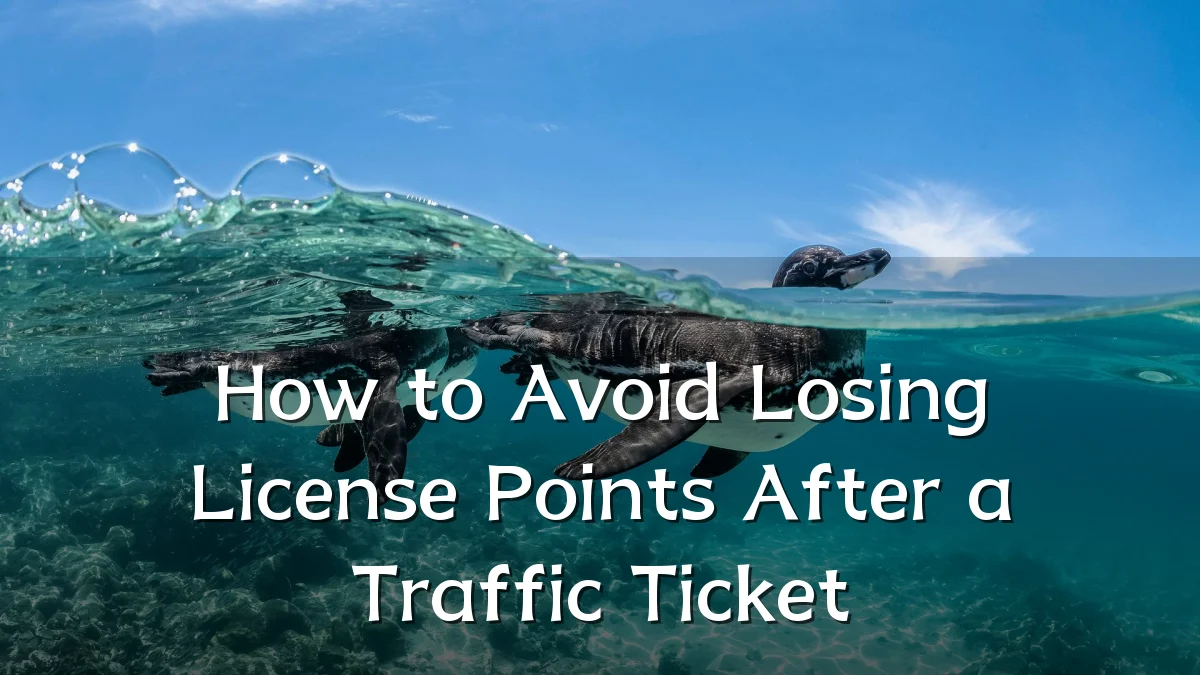 How to Avoid Losing License Points After a Traffic Ticket