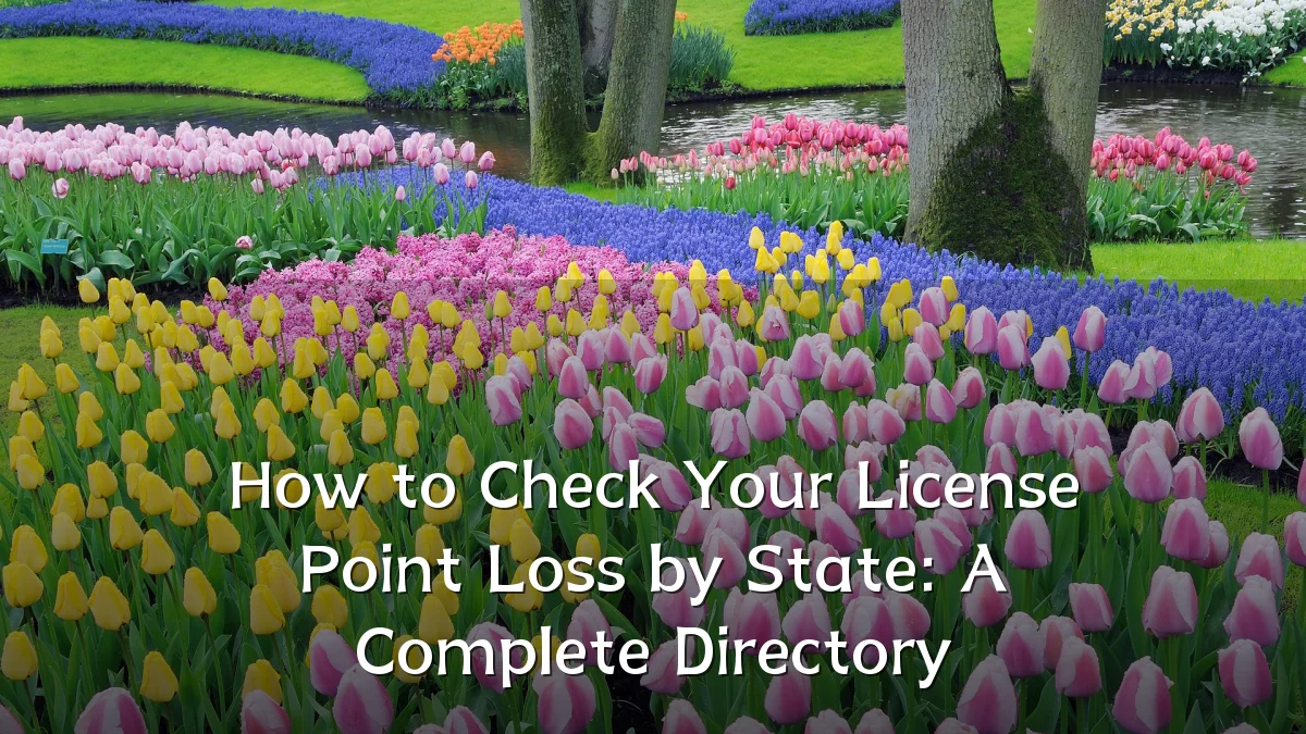 How to Check Your License Point Loss by State: A Complete Directory