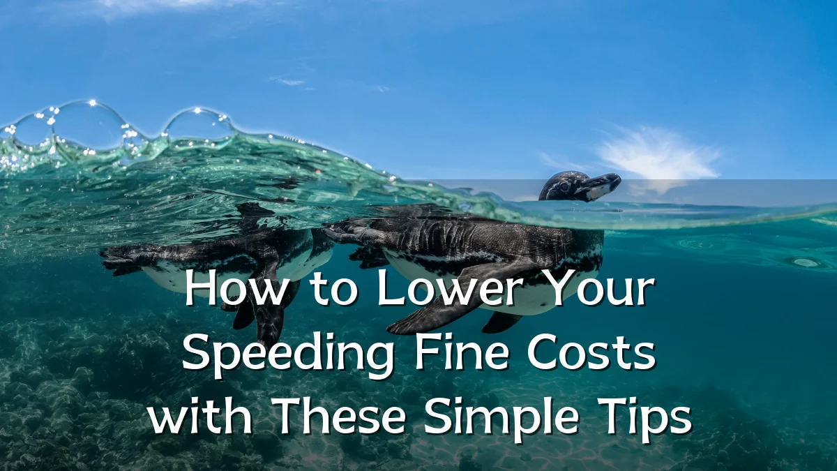How to Lower Your Speeding Fine Costs with These Simple Tips