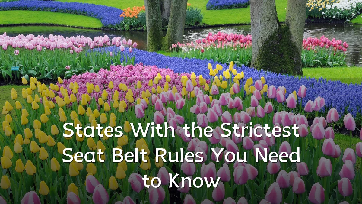 States With the Strictest Seat Belt Rules You Need to Know