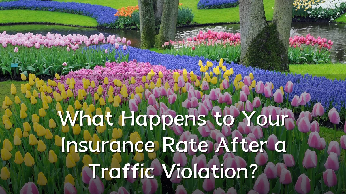 What Happens to Your Insurance Rate After a Traffic Violation?