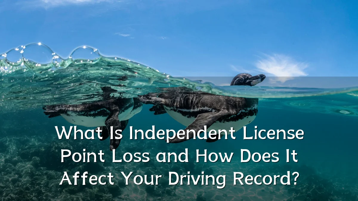 What Is Independent License Point Loss and How Does It Affect Your Driving Record?
