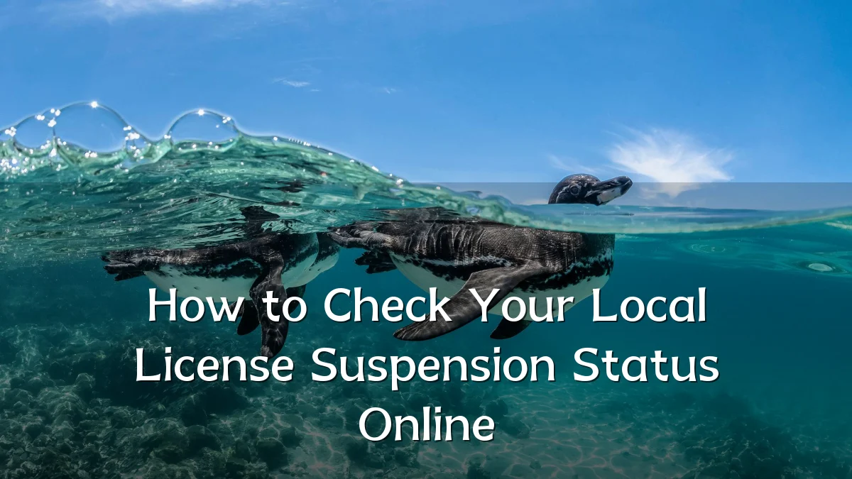 How to Check Your Local License Suspension Status Online