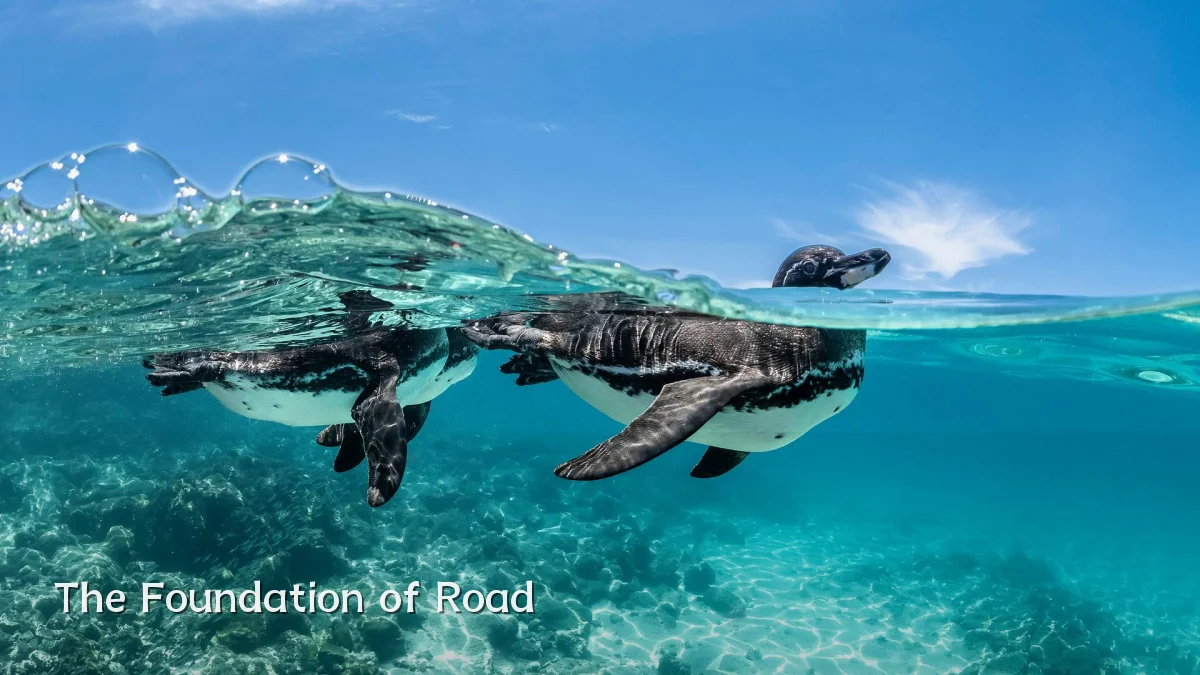 The Foundation of Road