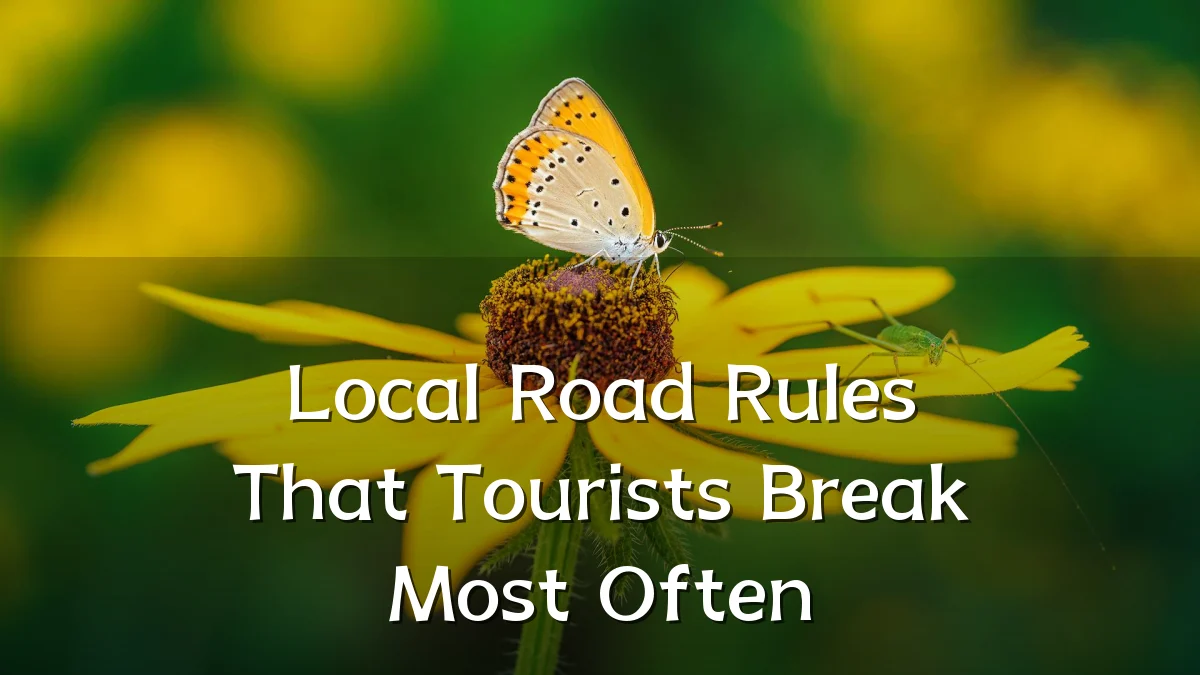 Local Road Rules That Tourists Break Most Often