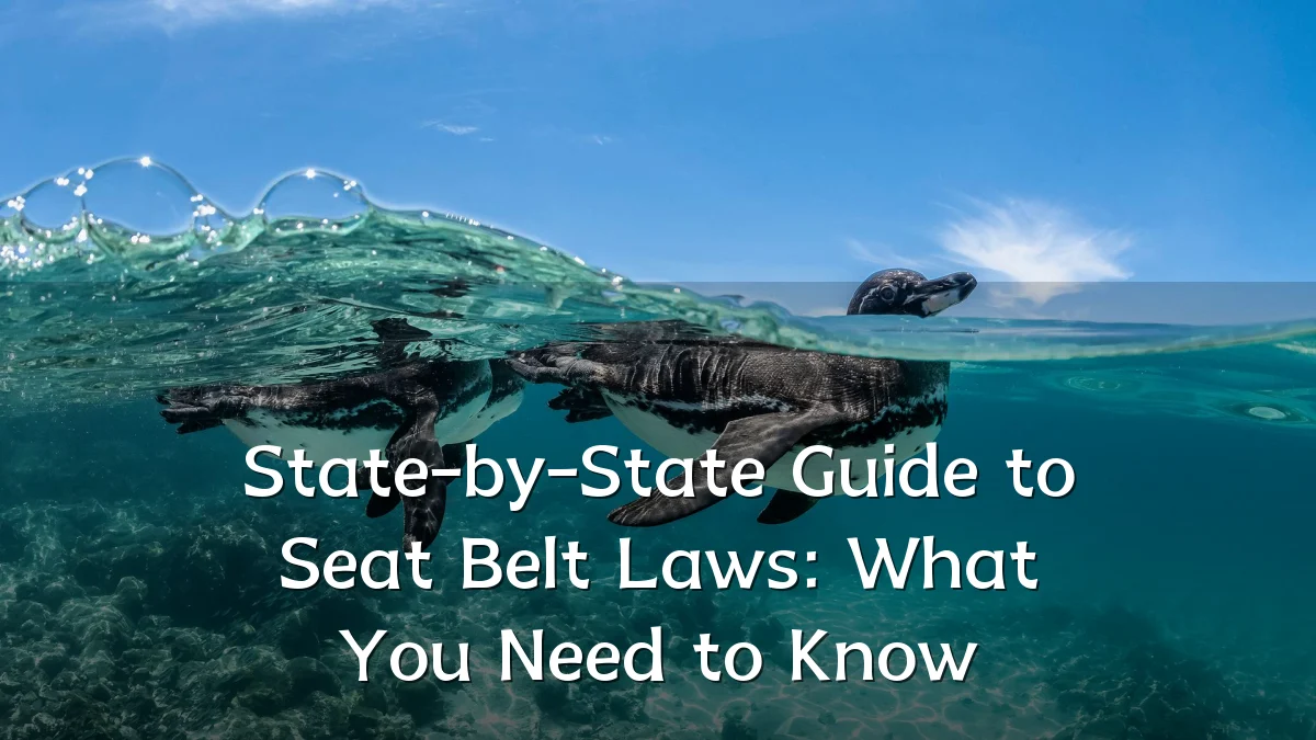 State-by-State Guide to Seat Belt Laws: What You Need to Know
