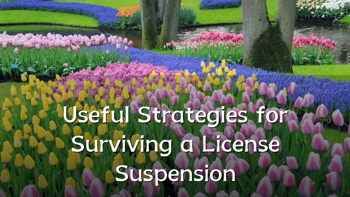 Useful Strategies for Surviving a License Suspension